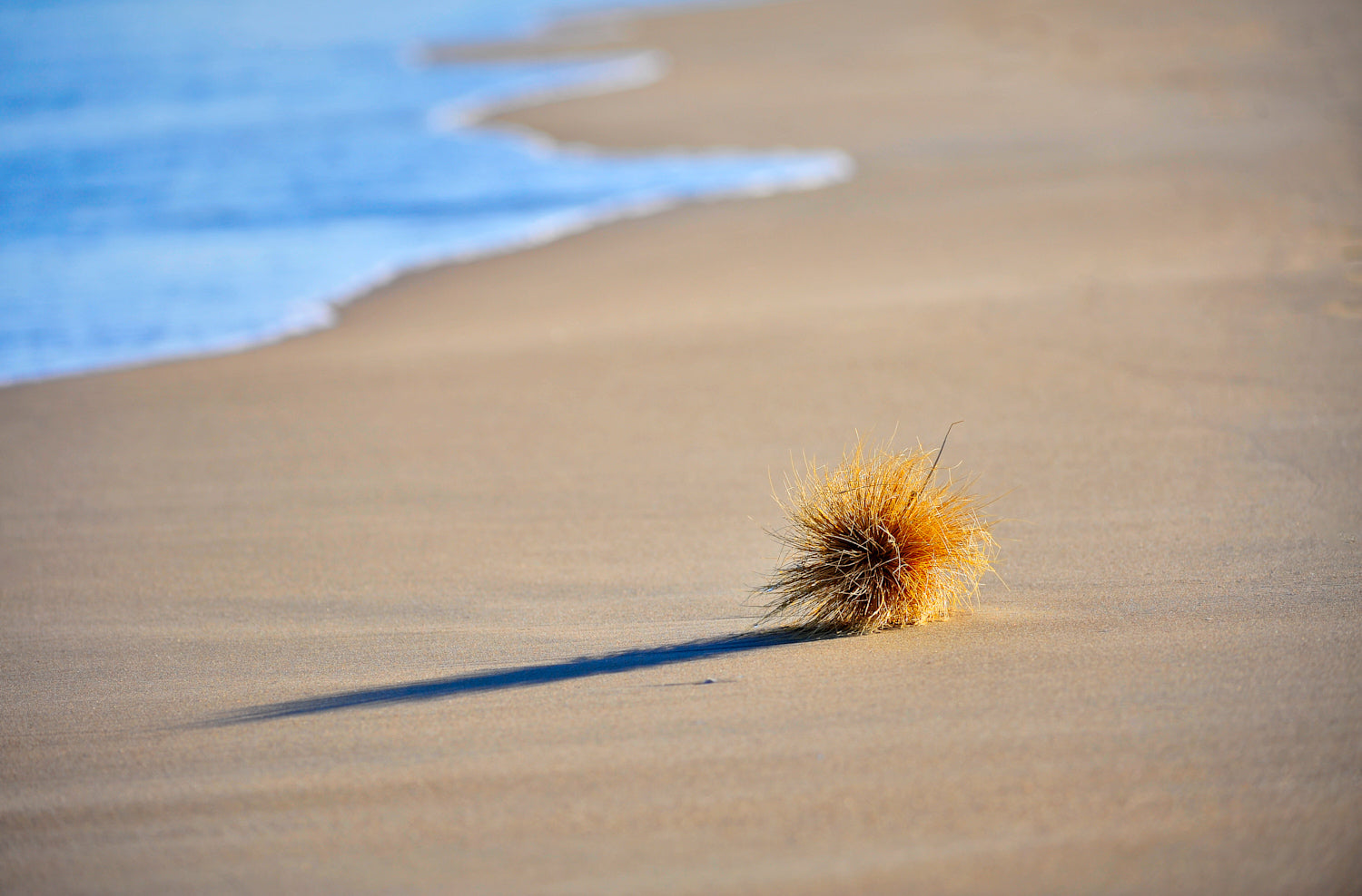 Tumbleweed