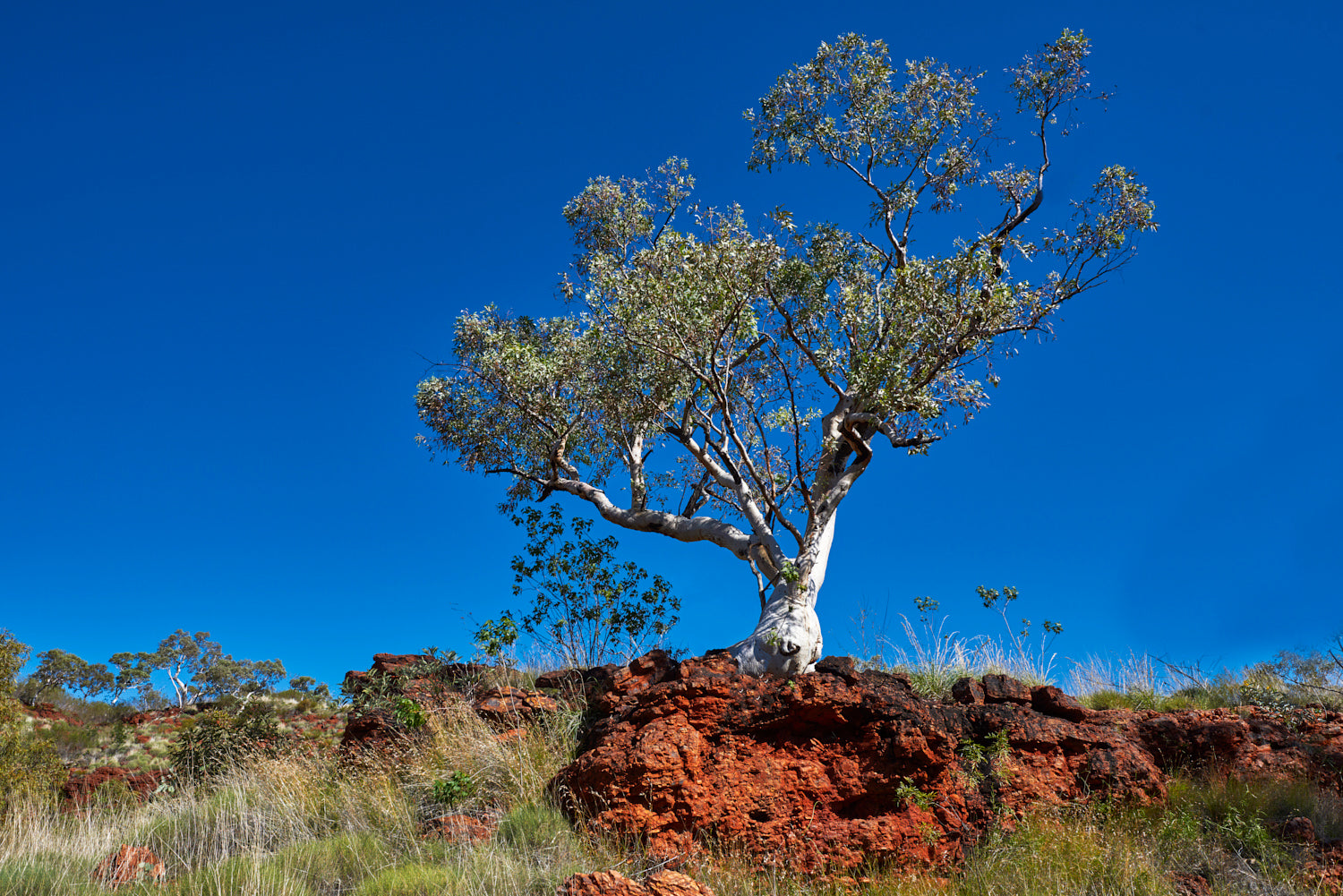 Ghost Gum Karijini