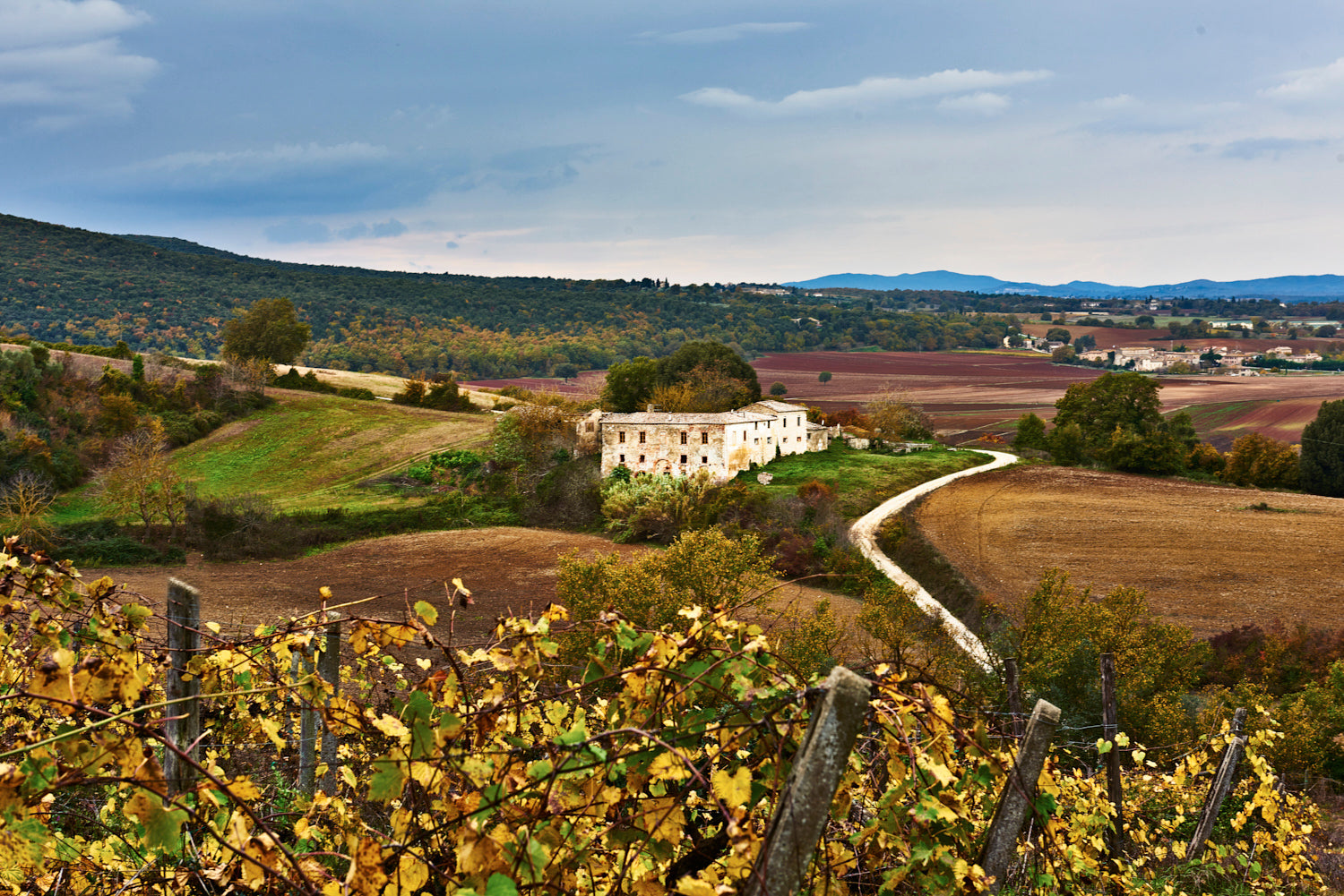 Montepulciano Vineyard